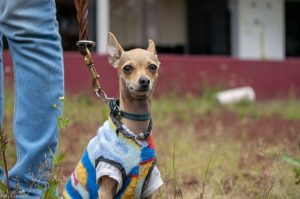 Adiós a la venta de animales en el Mercado de Sonora: entra en vigor nueva norma