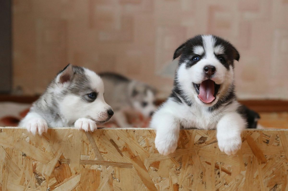 Mars y Pedigree celebran el primer Fin de Semana Global de Adopción en CDMX