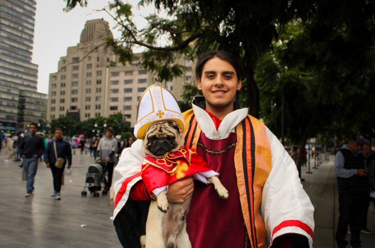 Reunión masiva de pugs en CDMX ¡Con temática de Halloween!