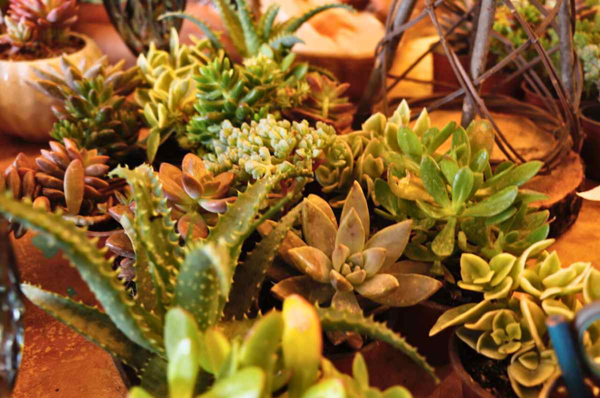 brunch-and-plants-materiales