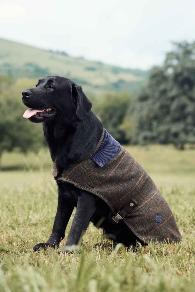 ¡Dale a tu perro el regalo que se merece! La colaboración entre Hackett London y Hugo & Hudson ofrece una colección de accesorios para perros