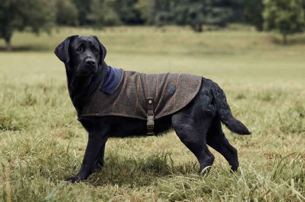 Hackett London y Hugo & Hudson: Un dúo de lujo para tu mejor amigo