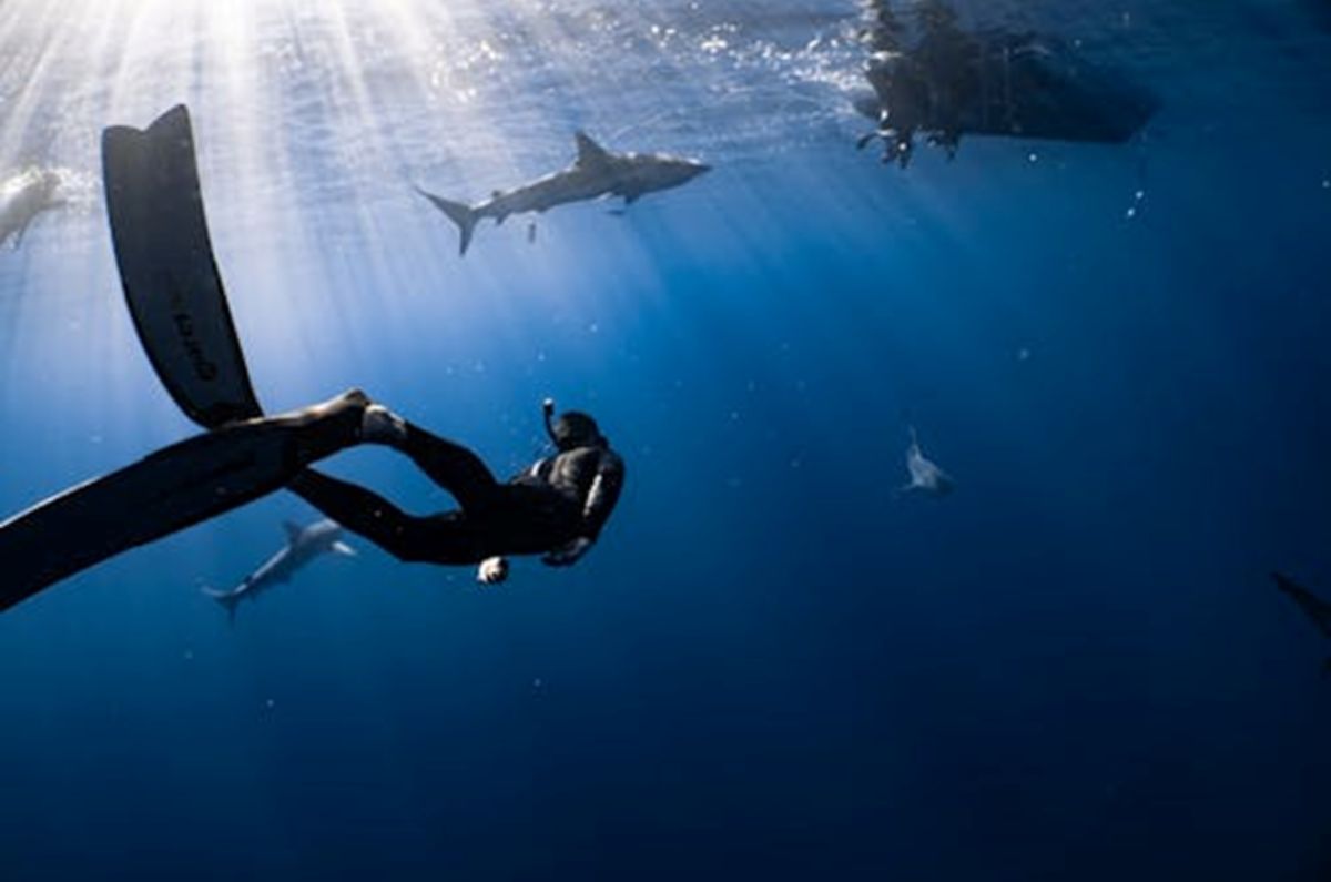 nota–donde-nadar–con–tiburones–en–excursiones–seguras–en–punta-cana