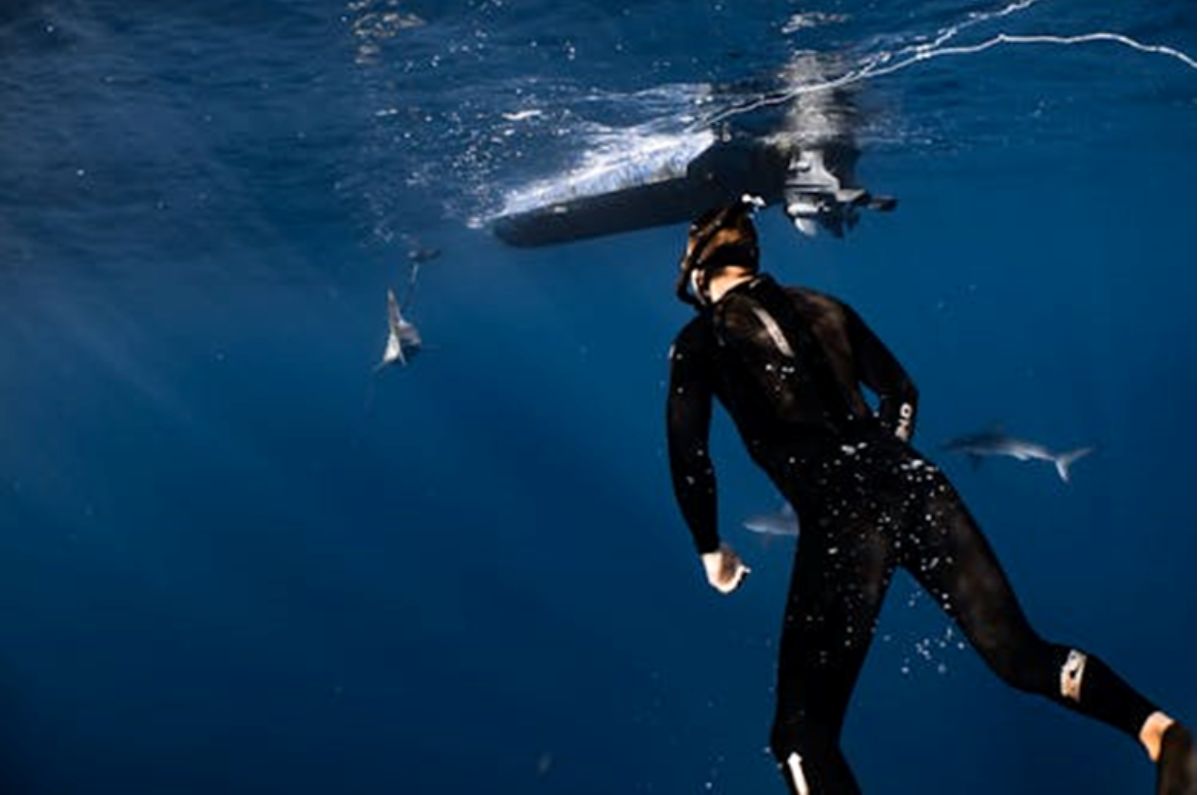 nota-precauciones-y-consejos-para-nadar-con-tiburones