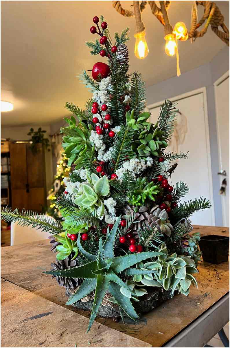 sucupino-navideno-arbol-de-navidad-de-suculentas