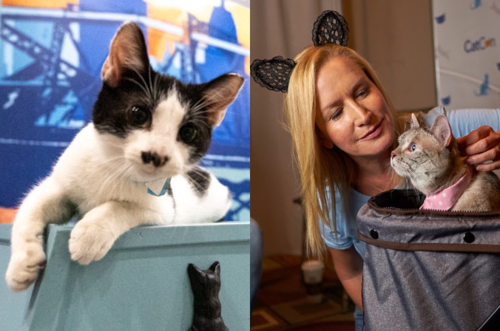 Cat fest Navidad: ¡Bazar, regalos y adopciones de gatos en CDMX!