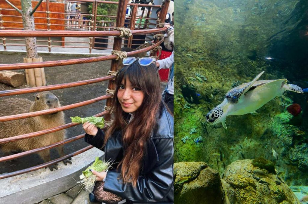 Navidad en Acuario Michin: Horario extendido y venta especial