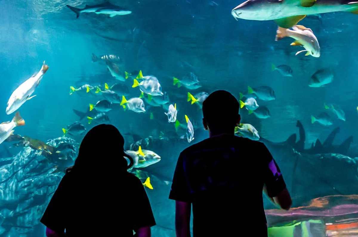 Foto: Acuario Michin Ciudad de México vía Facebook