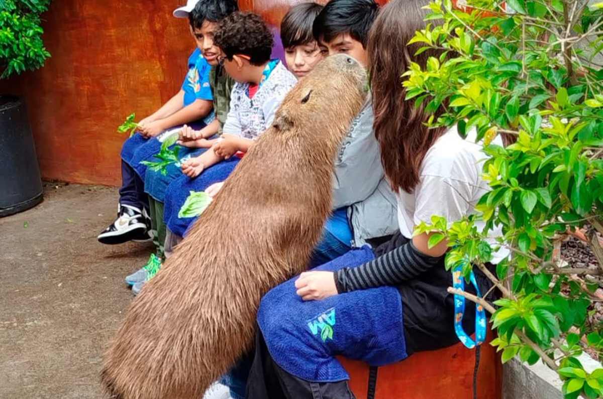 Foto: Acuario Michin Ciudad de México vía Facebook