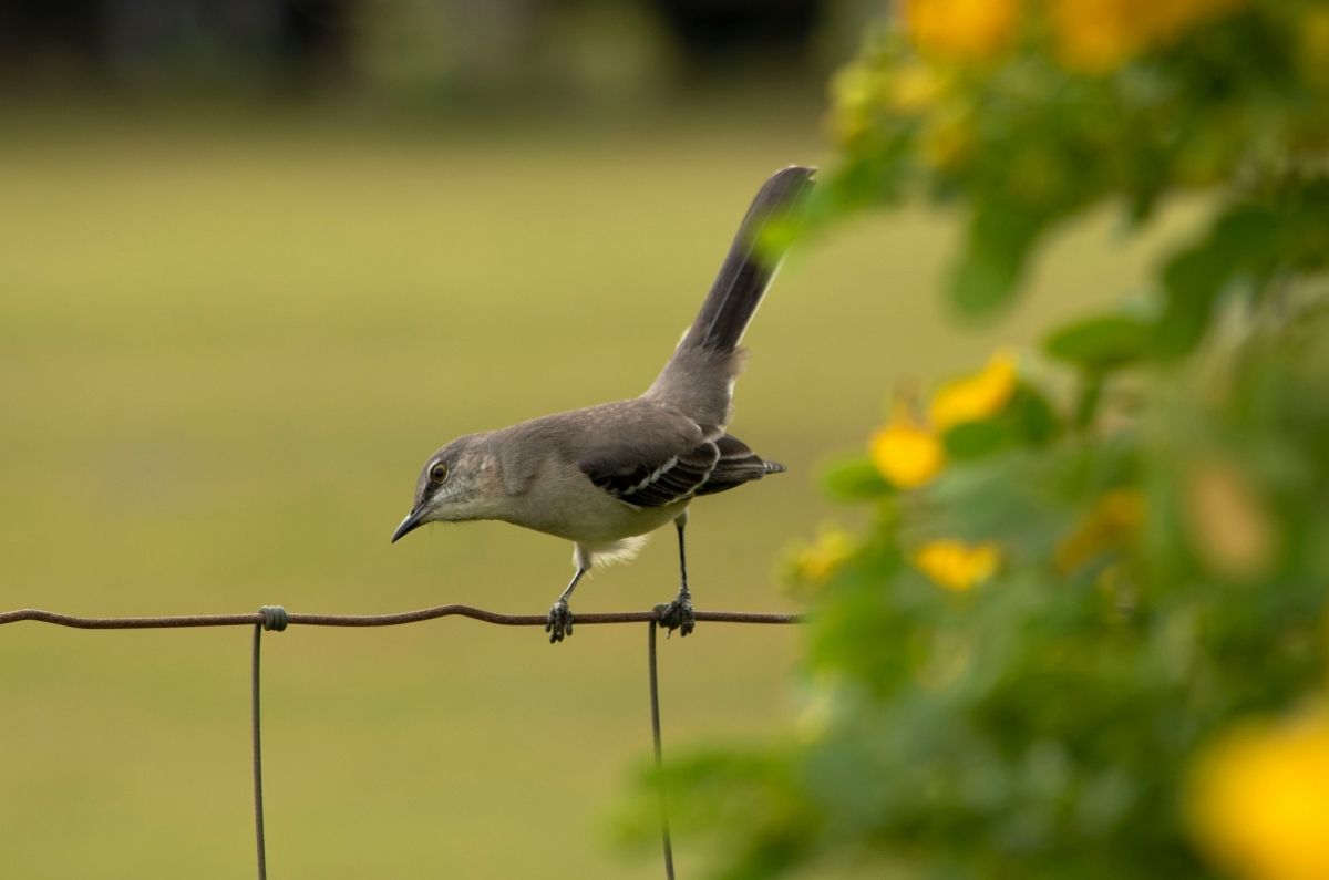 recorrido-gratis-de-avistamiento-de-aves-en-chapultepec-1