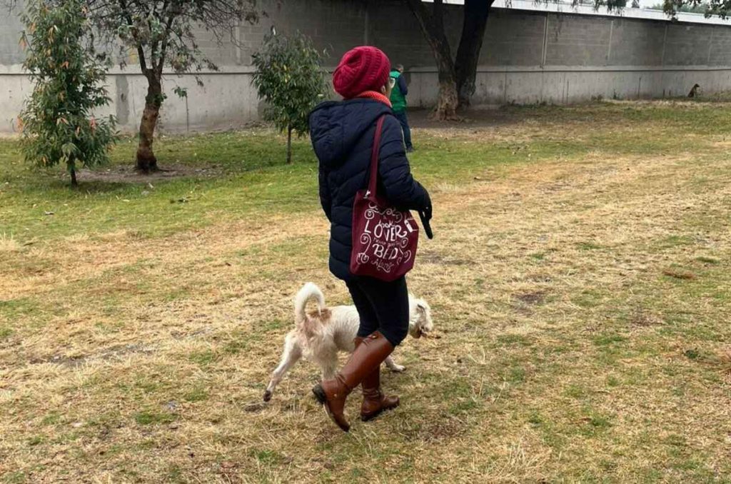 Cumple con tus sanciones paseando perritos en CDMX