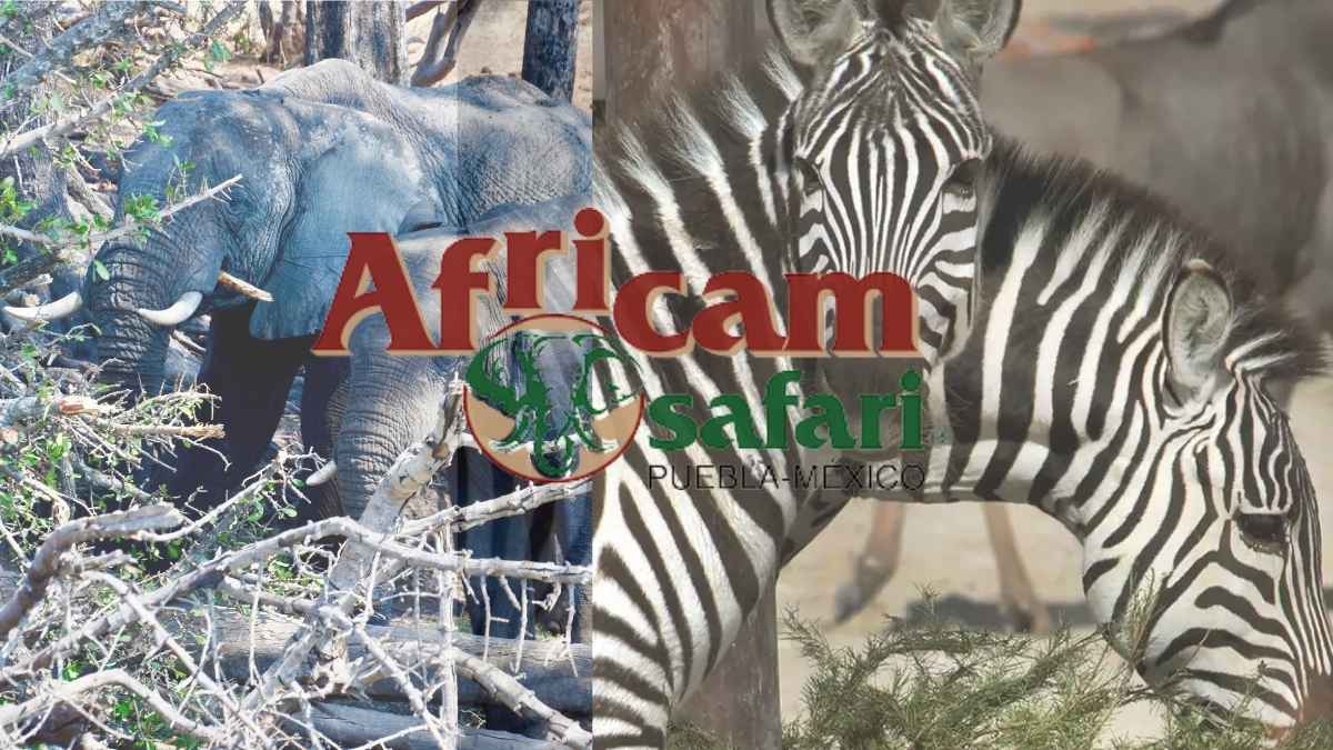 Los arboles de navidad en Africam safari sirven para composta y como juguetes de muchos animales.