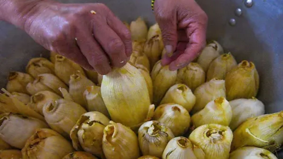 Tamal un alimento prehispánico y tradicional para la cultural mesoamericana