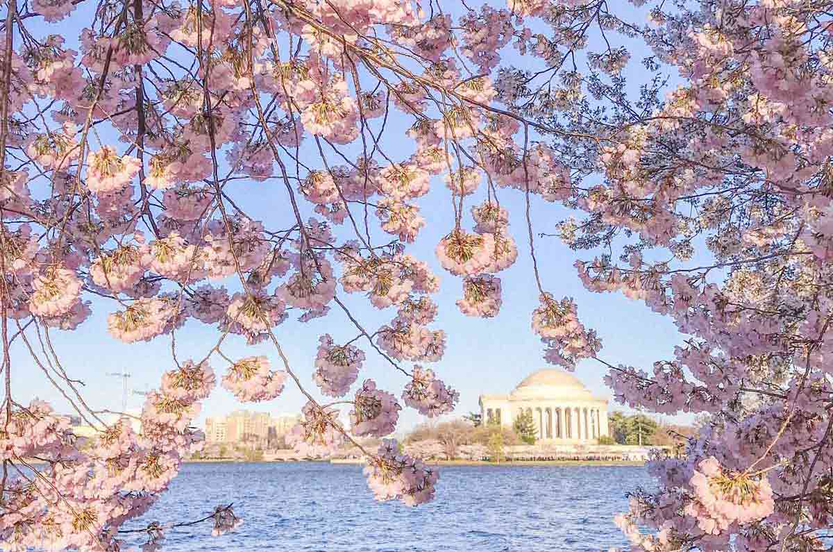 Rosa Washington! Cerezos en Flor: Fotos, Eventos y Sabores, Vive la Primavera en DC, ¡Magia Floral!