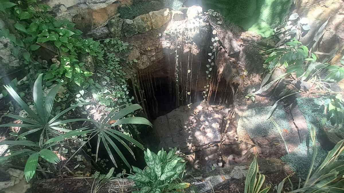 Cenote artificial para un buen habitat de tortugas