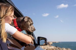 Viajar con tu perro en México: destinos pet-friendly y consejos clave