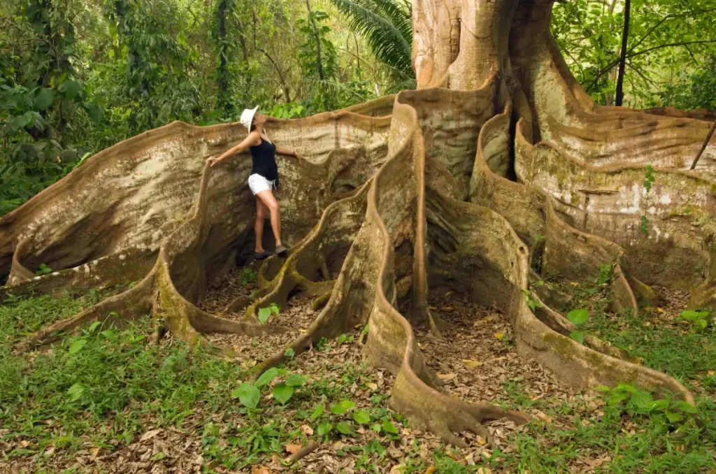 Costa Rica, el invitado especial en el Festival de las Flores 2025