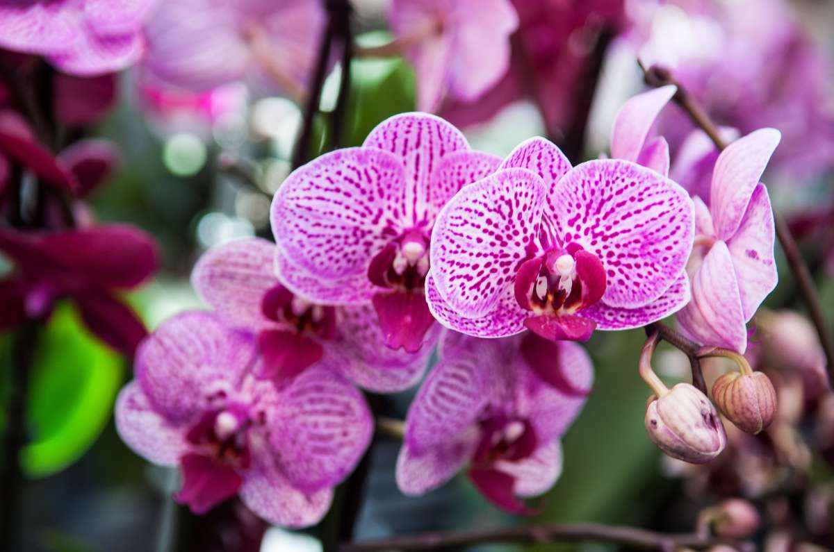 orquideas-1