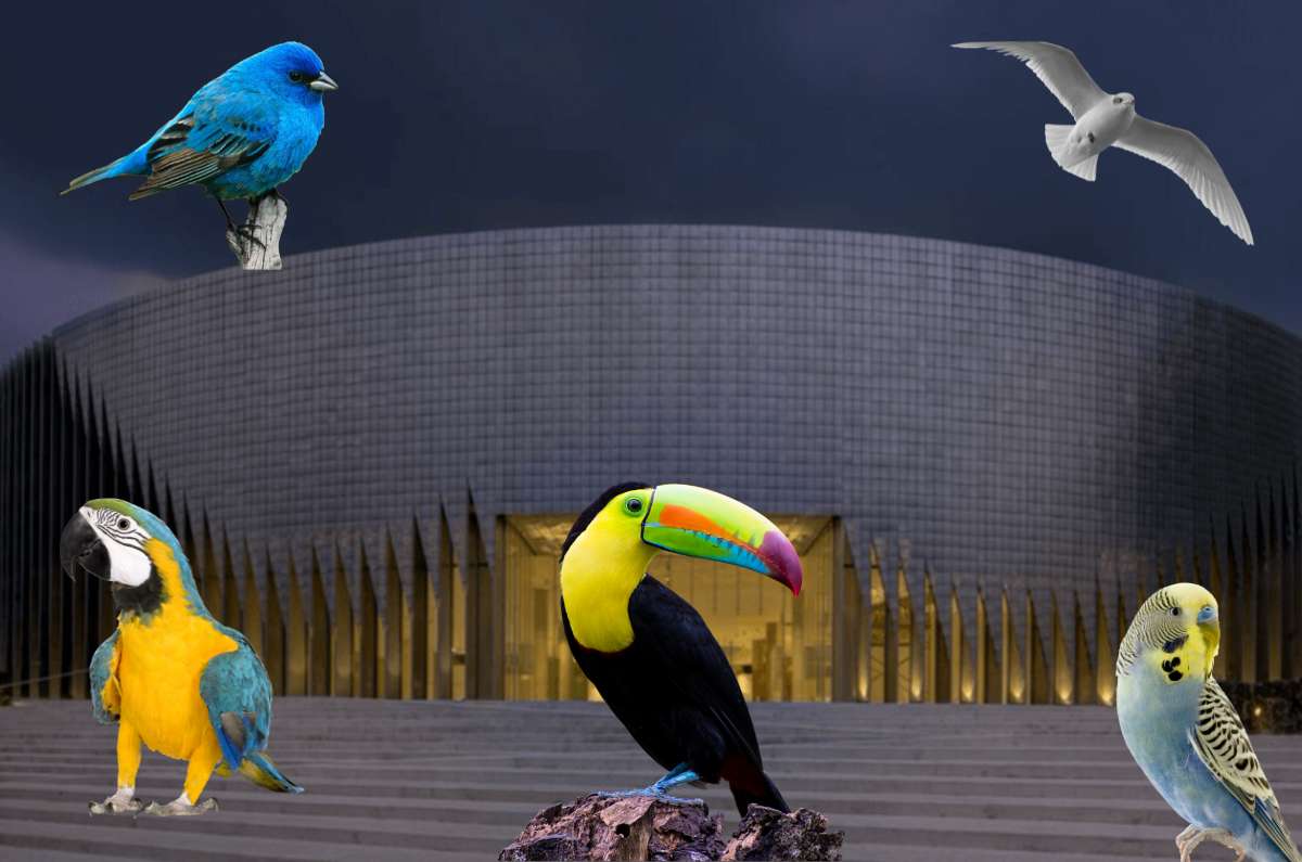 Celebra el Día Internacional de las Aves con tu escuela en el Pabellón de la Biodiversidad