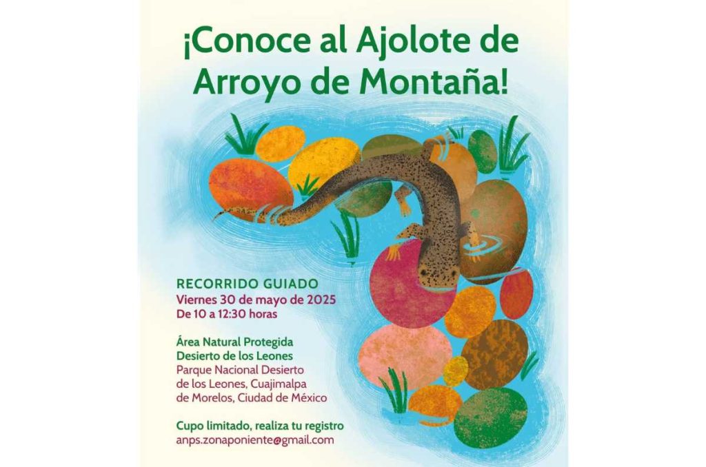 Conoce al ajolote de montaña que habita en el Desierto de los Leones