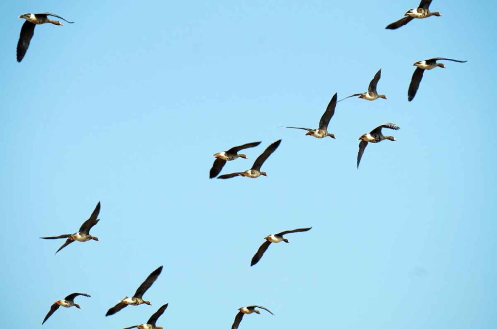 Celebra el Día Mundial de las Aves Migratorias en el Museo de Historia Natural
