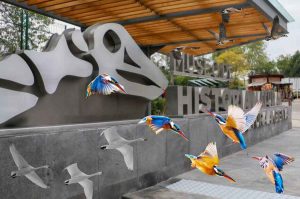 Celebra el Día Mundial de las Aves Migratorias en el Museo de Historia Natural