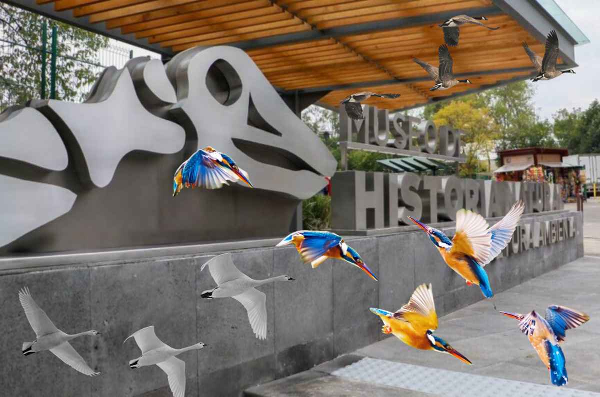Celebra el Día Mundial de las Aves Migratorias en el Museo de Historia Natural