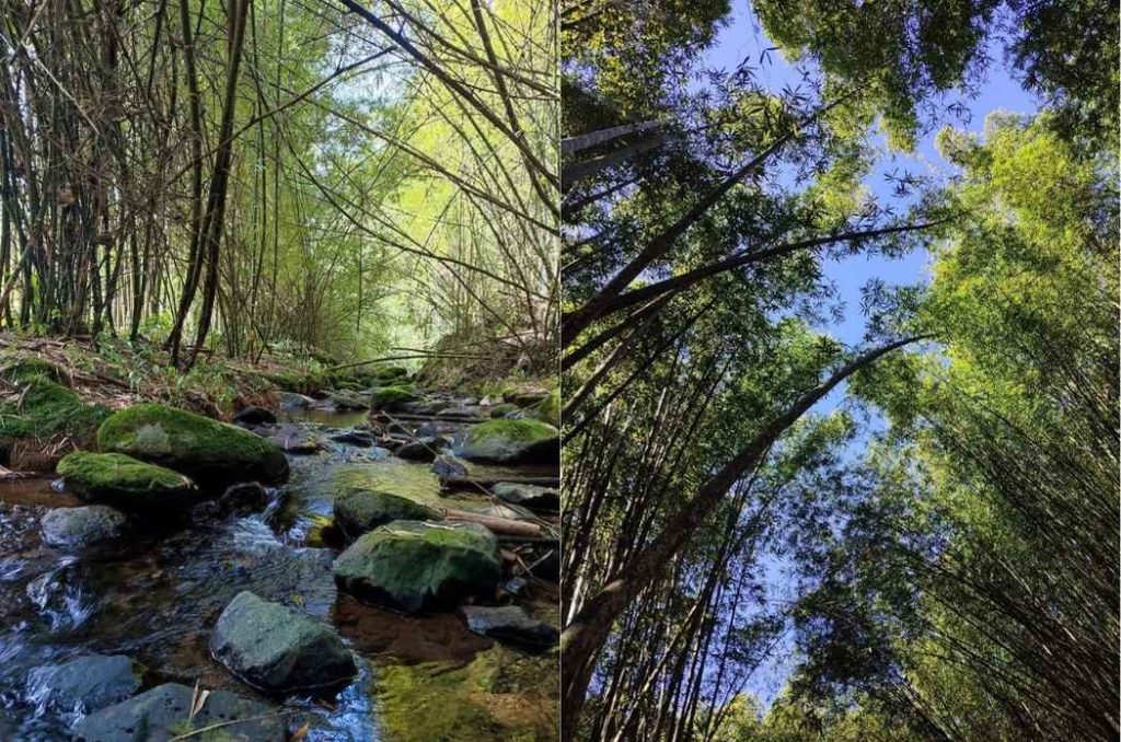 El Bambusal: el bosque de bambú en Puebla que parece sacado de Japón y cuesta menos de $100 1