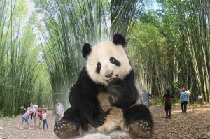 El Bambusal: el bosque de bambú en Puebla que parece sacado de Japón y cuesta menos de $100