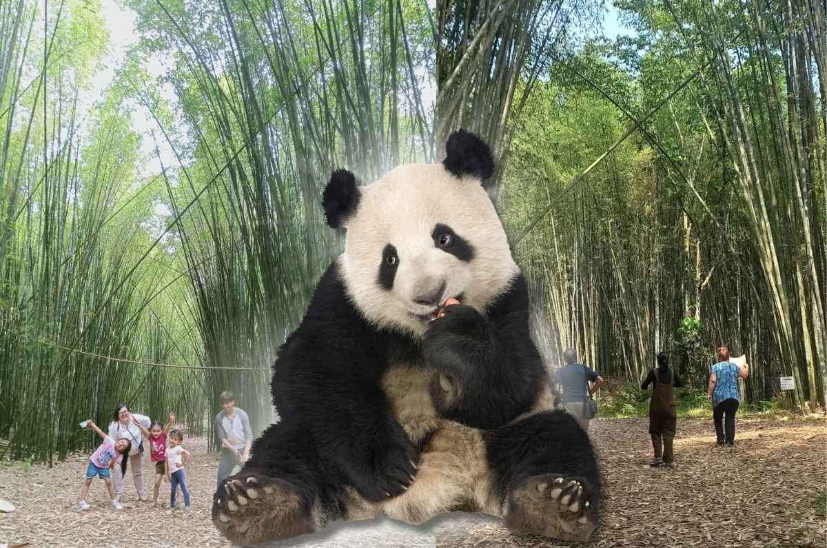 El Bambusal: el bosque de bambú en Puebla que parece sacado de Japón y cuesta menos de $100