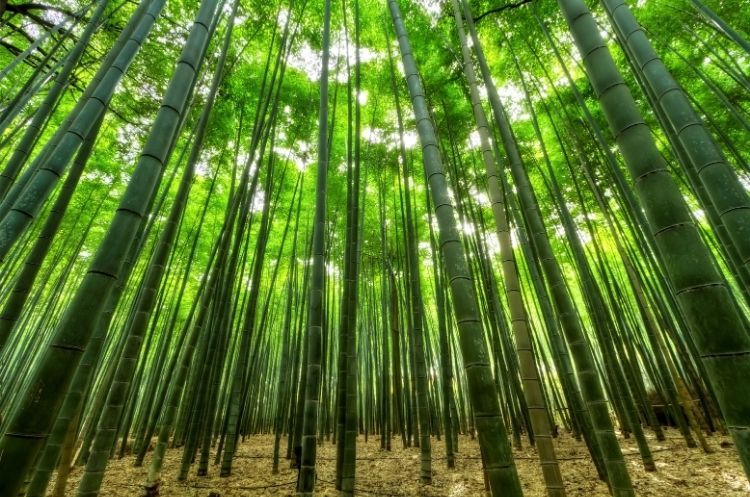 El Bambusal: el bosque de bambú en Puebla que parece sacado de Japón y cuesta menos de $100 0