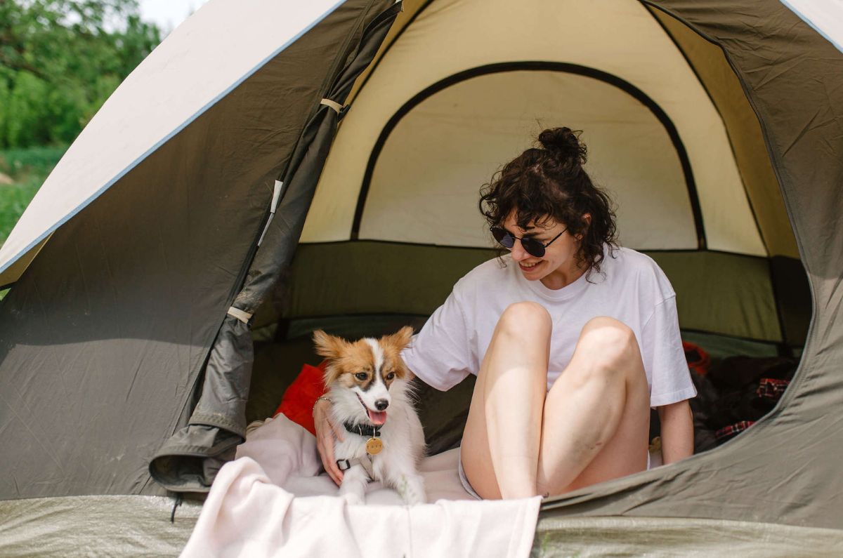 Camping perruno: aventuras, bombones y collares con luces