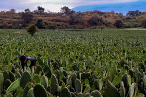 Lánzate a la Feria del Nopal 2025 en CDMX: comida, talleres y más ¡GRATIS!