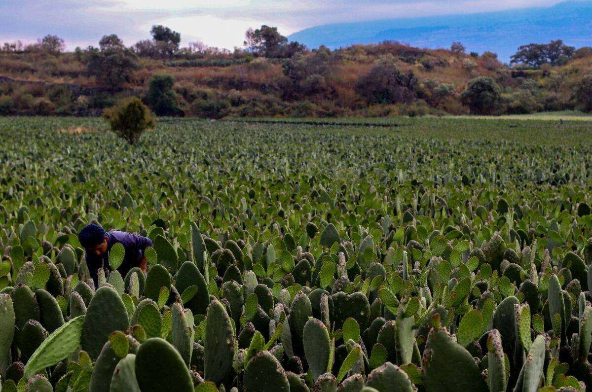 Lánzate a la Feria del Nopal 2025 en CDMX: comida, talleres y más ¡GRATIS!