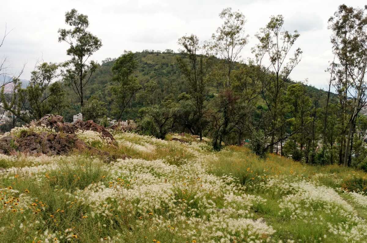 festival-de-la-sierra-de-guadalupe-1