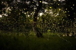 Festival de las Luciérnagas 2025: ¡vive la magia en los bosques iluminados del Edomex!