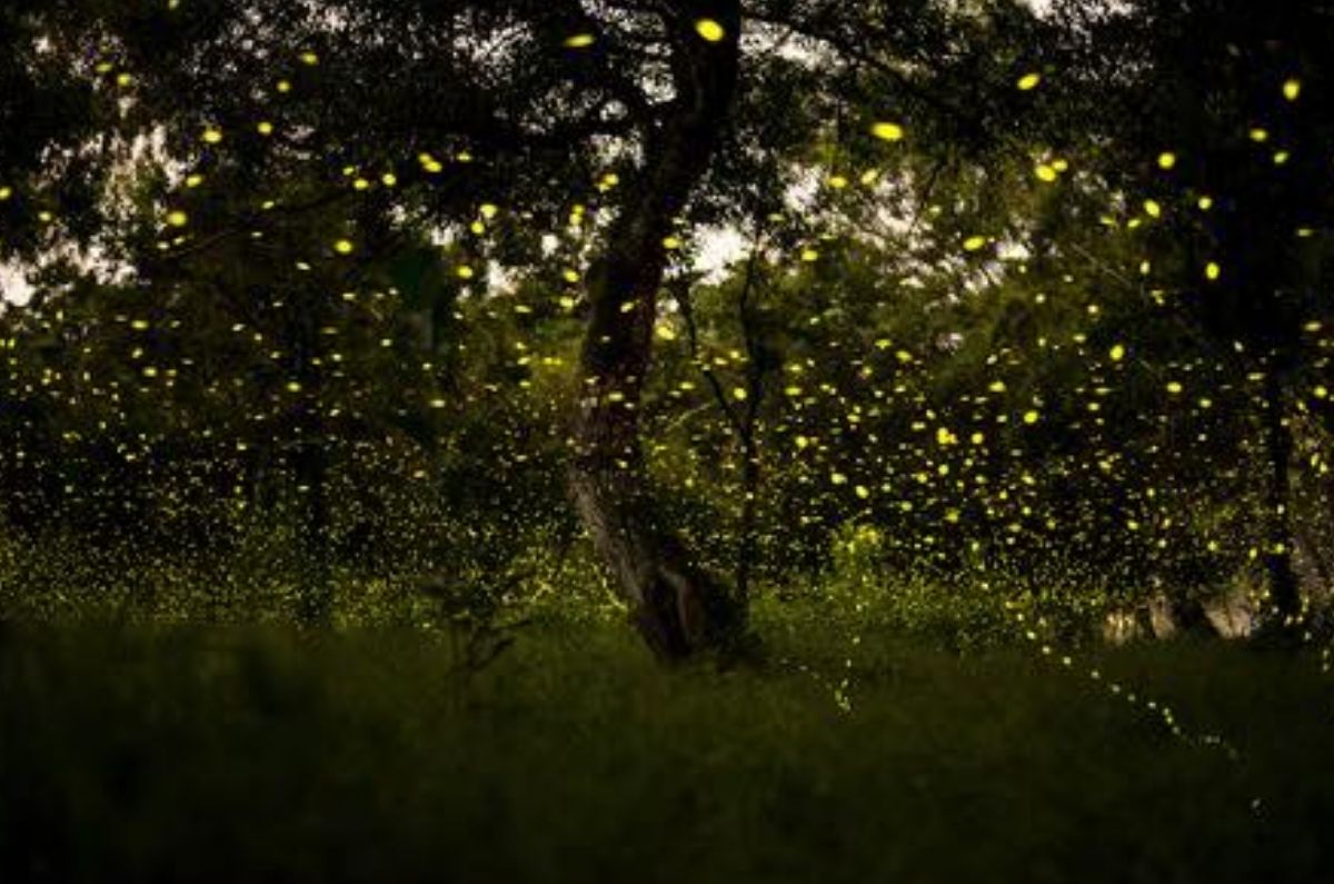 Festival de las Luciérnagas 2025: ¡vive la magia en los bosques iluminados del Edomex!