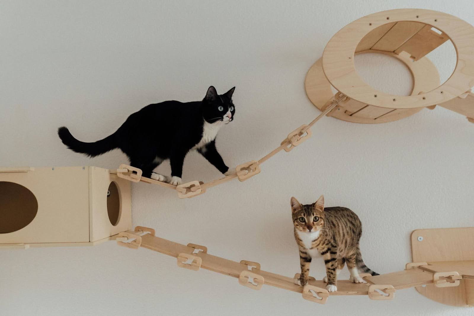 gatitos-whiskas-trivia-donde-ir