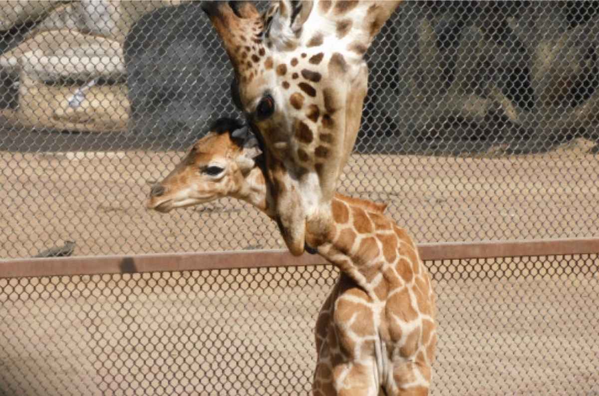 ¡Conoce a Jabari! La jirafa bebé que acaba de nacer en Chapultepec