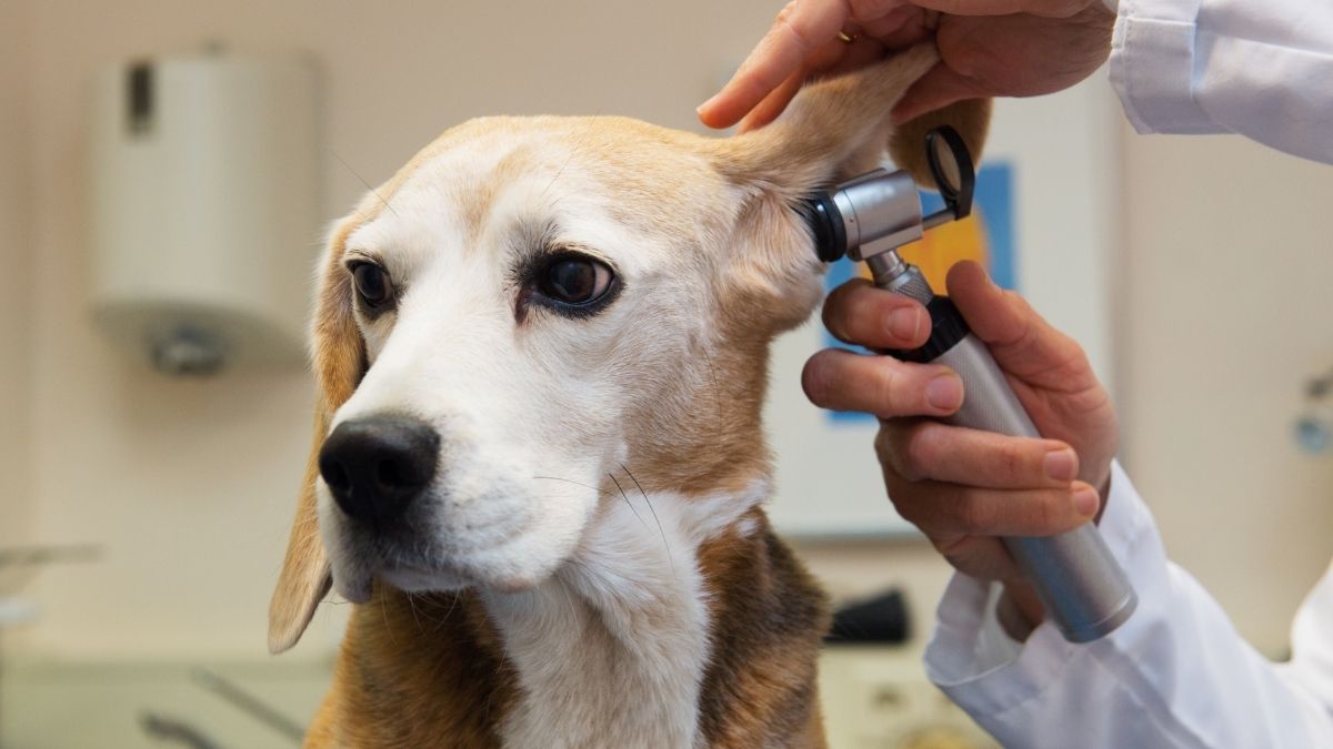 Valoraciones veterinarias gratuitas en el canfest en Parque Naucalli