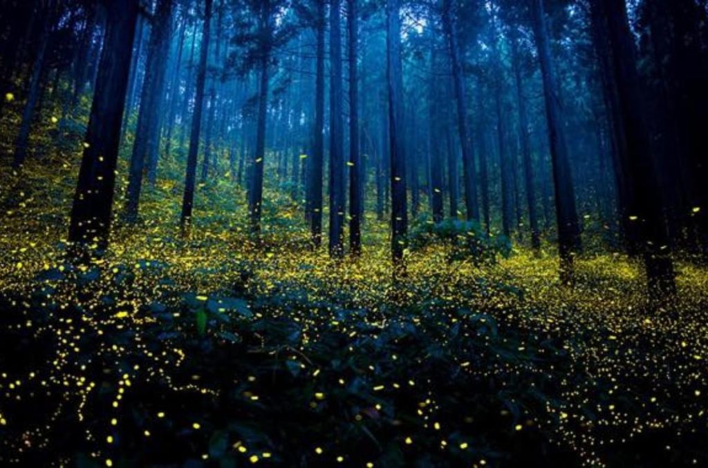 Festival de las Luciérnagas 2025: ¡vive la magia en los bosques iluminados del Edomex! 1