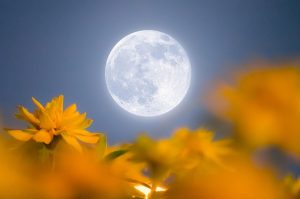 Luna de Flores 2025: cuándo verla y por qué es especial
