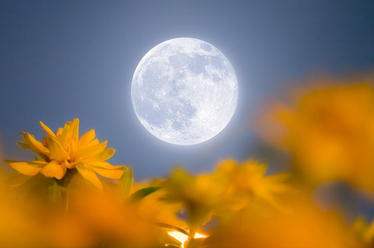 Luna de Flores 2025: cuándo verla y por qué es especial