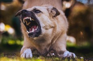 ¡Ojo! Esto te costará si tu perro muerde a alguien en CDMX