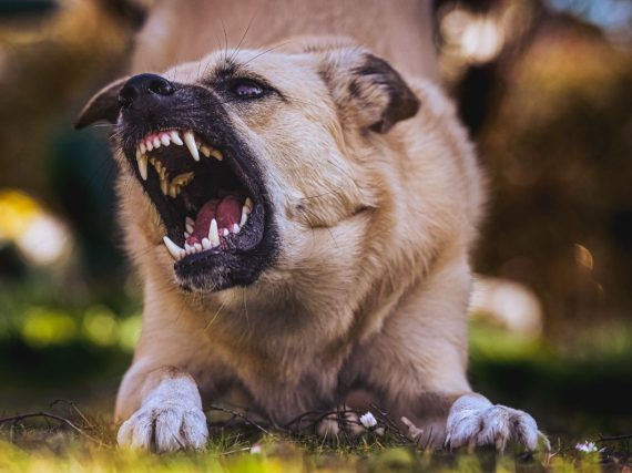 ¡Ojo! Esto te costará si tu perro muerde a alguien en CDMX