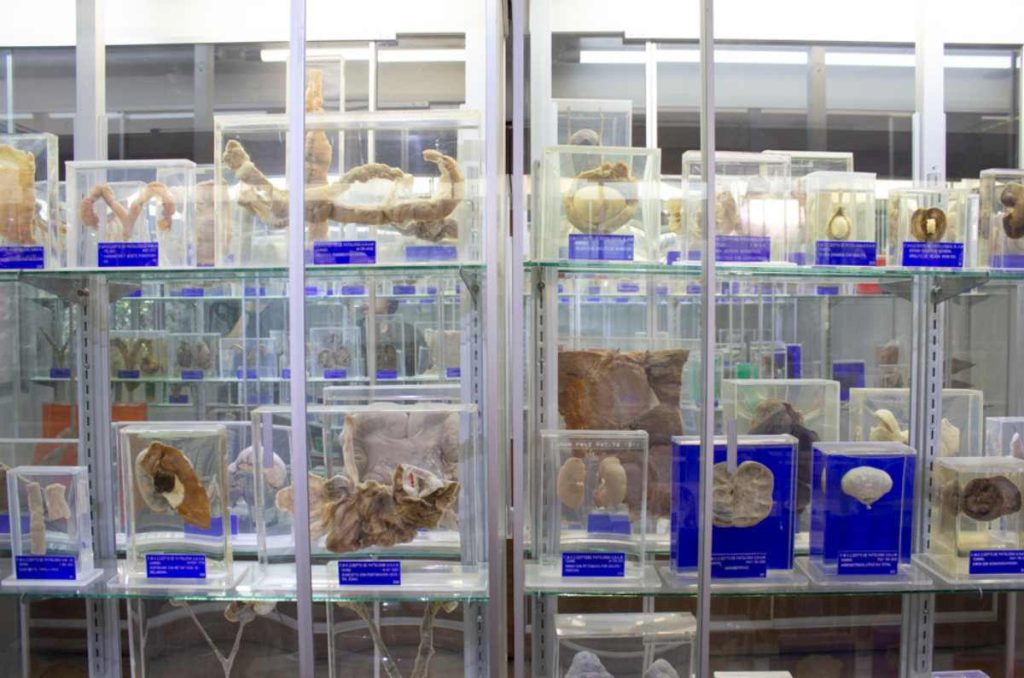 Museo de Anatomopatología Veterinaria en la UNAM