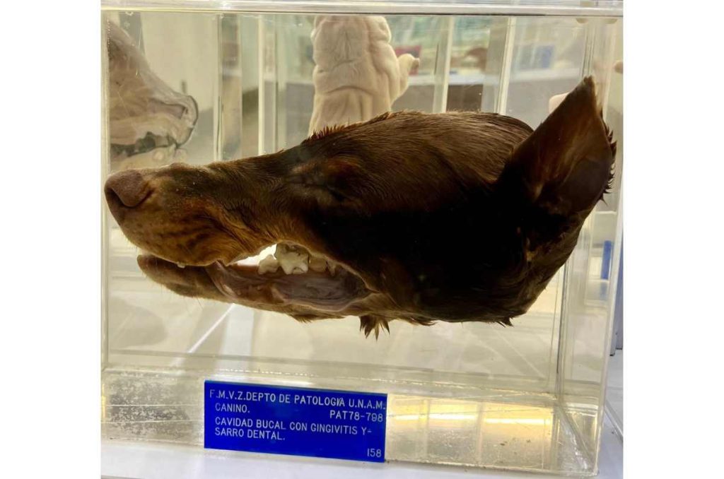Casi nadie conoce este museo veterinario y es el más grande de América Latina 3