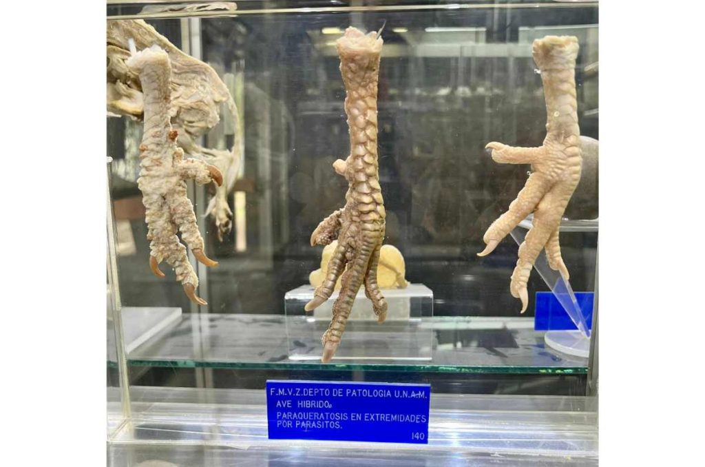 Casi nadie conoce este museo veterinario y es el más grande de América Latina 5