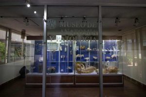 Casi nadie conoce este museo veterinario y es el más grande de América Latina