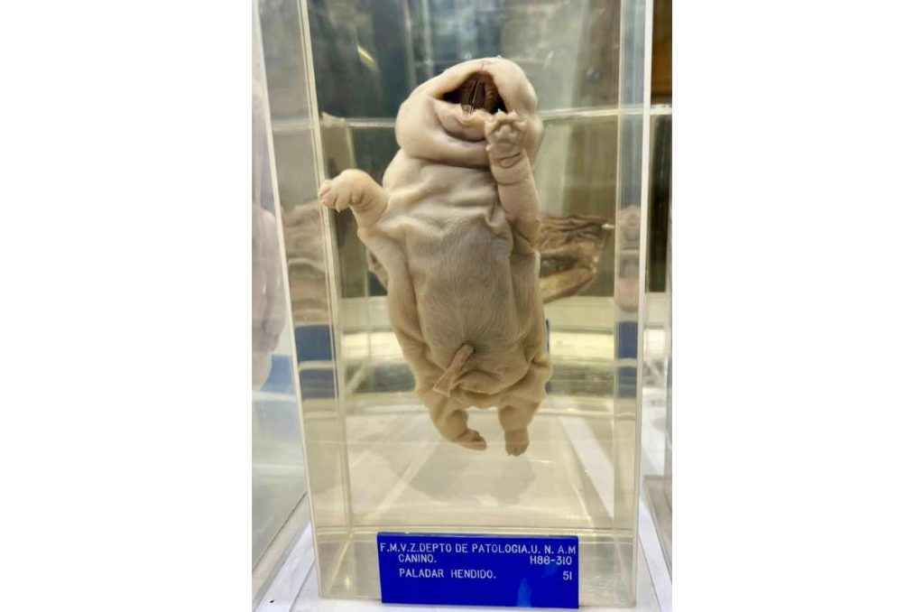 Casi nadie conoce este museo veterinario y es el más grande de América Latina 4